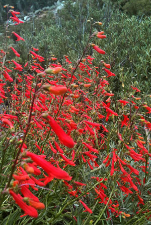 Bridge Penstemon