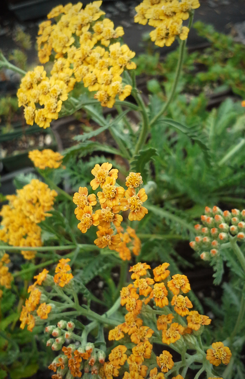 Terra Cotta Yarrow