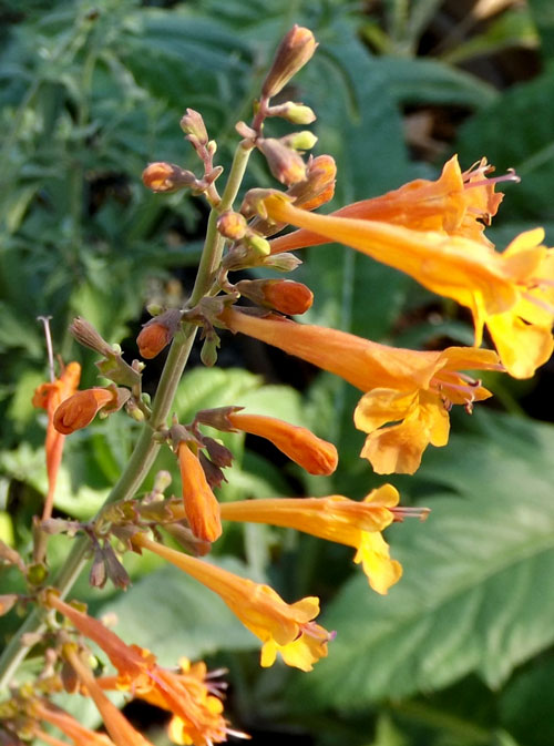 Apricot Sunrise Anise Hyssop