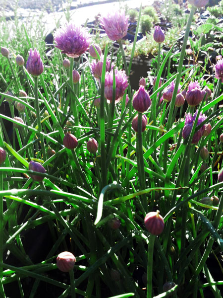 Grassleaf Garden Chives