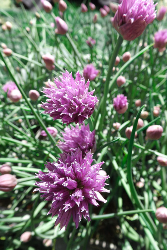 giant garden chives