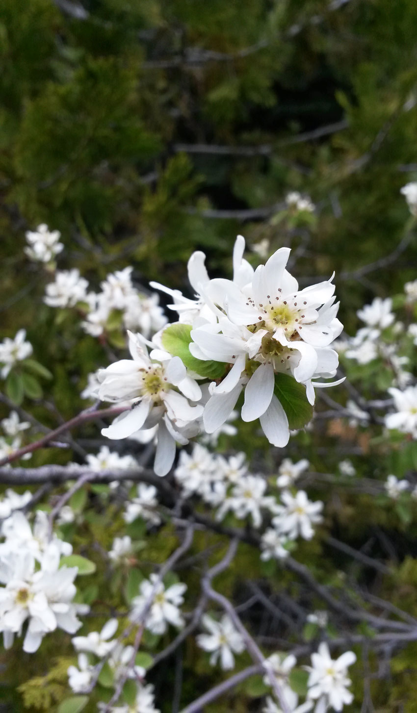 western serviceberry