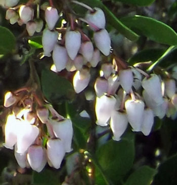 Emerald Carpet Manzanita