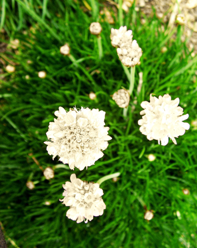 white flowered sea thrift