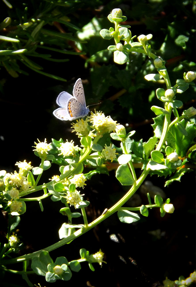 Pigeon point coyote bush