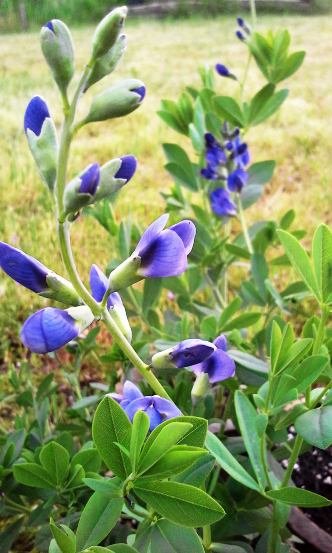 Blue False Indigo