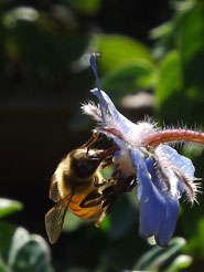 bee on borage