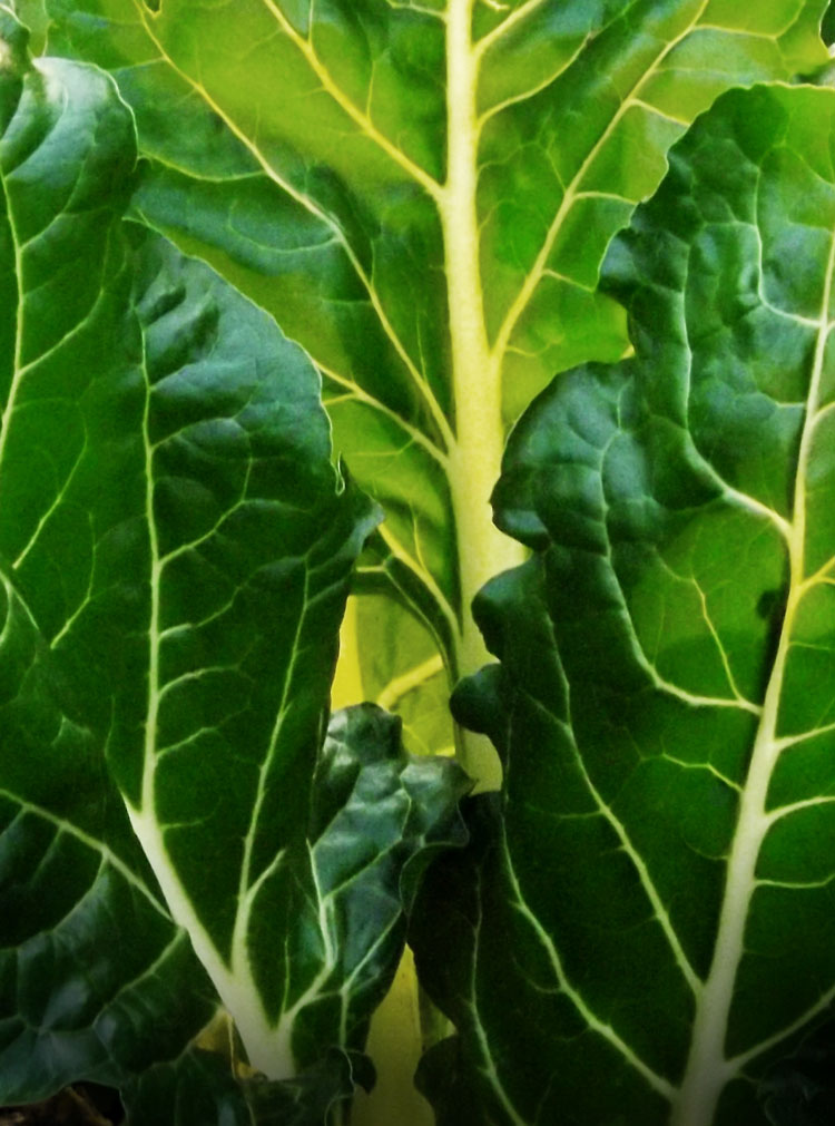 Fordhook Giant Swiss Chard