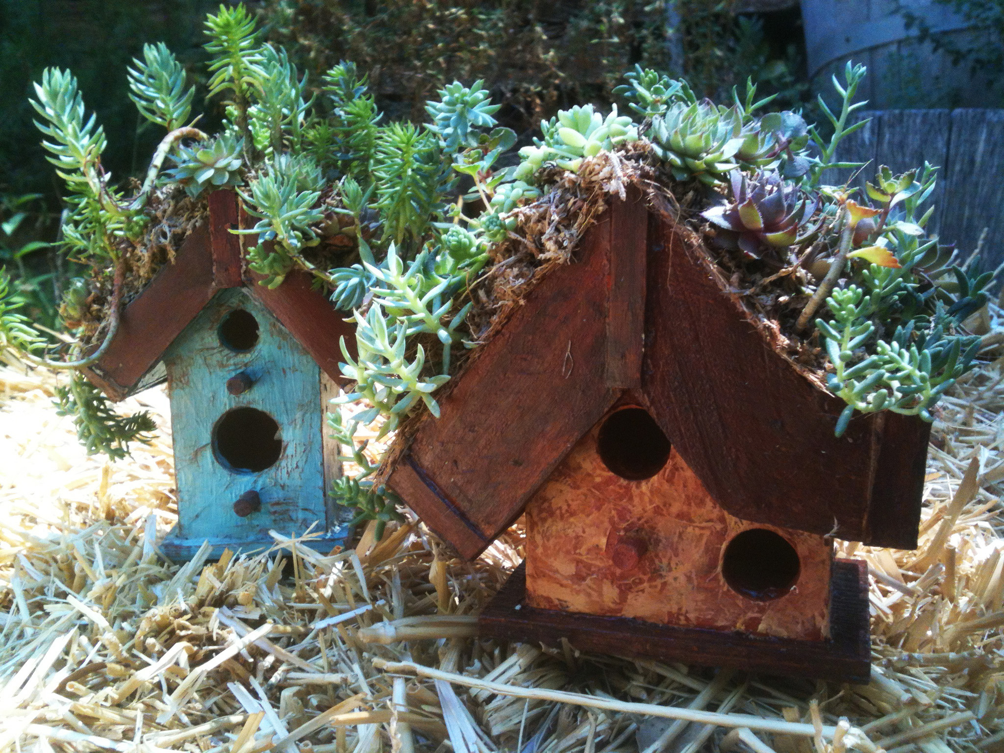 living roof birdhouse