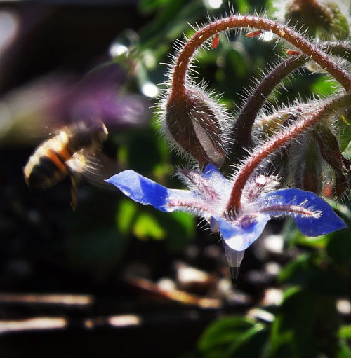 borage