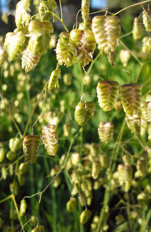 quaking grass