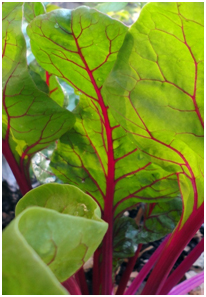 Burgundy Swiss Chard