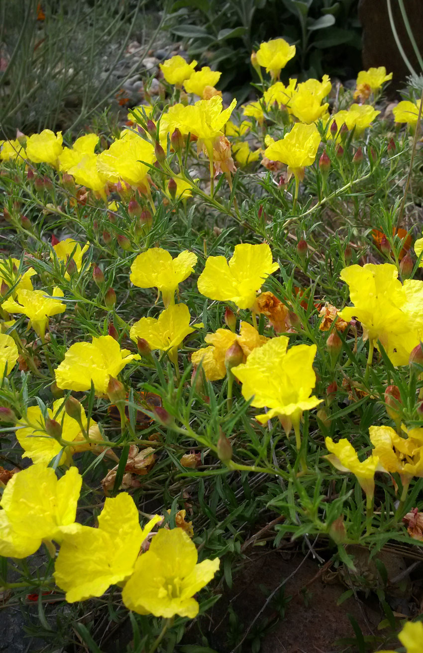 Texas Sundrops Texas Sundrops