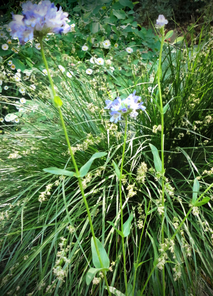 berkeley sedge