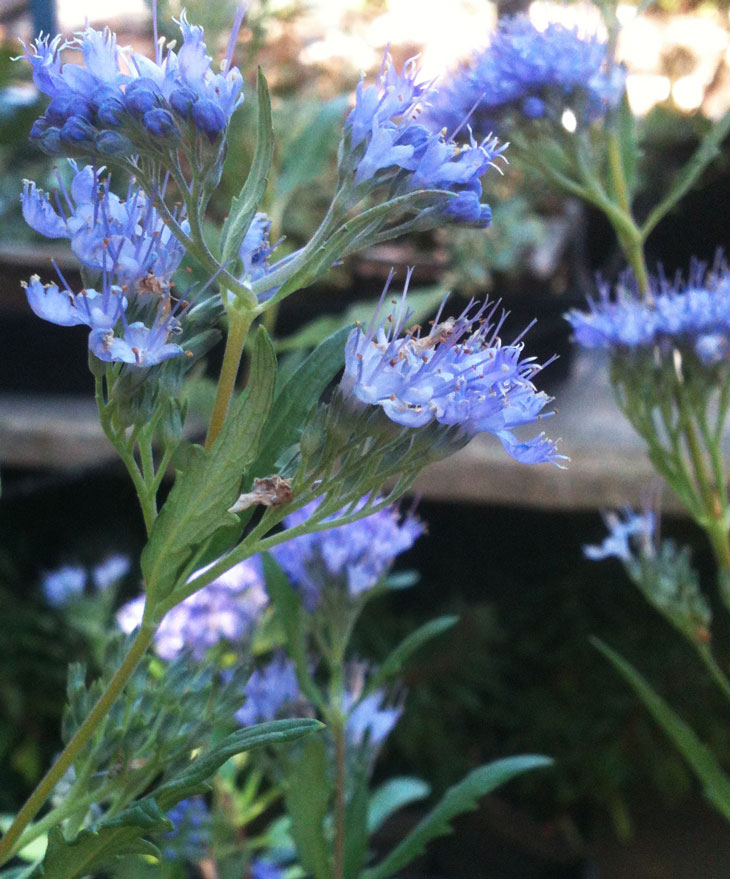 bluebeard spirea