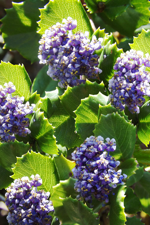 Anchor Bay California lilac