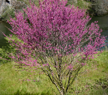 Western Redbud in bloom