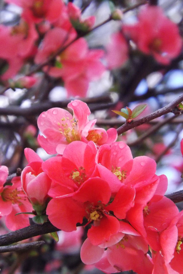 Flowering Quince