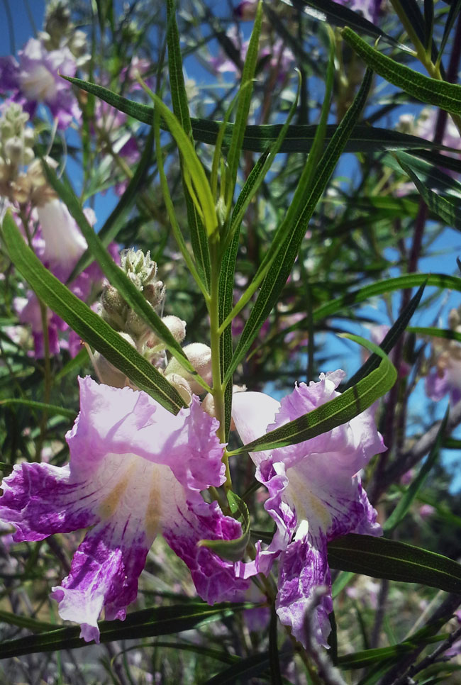 Desert Willow