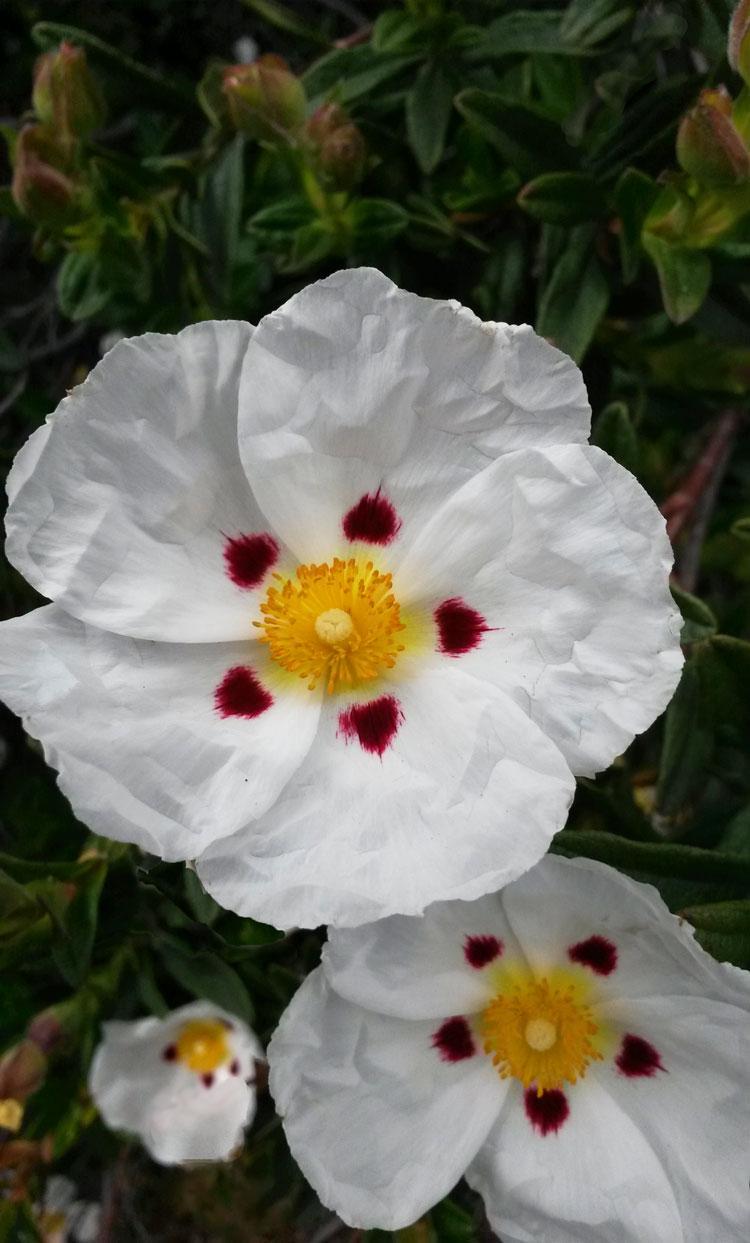 Rock Rose-'Jessamy Beauty'