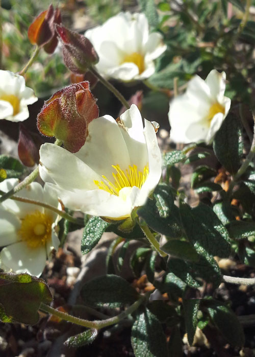 Sageleaf rockrose