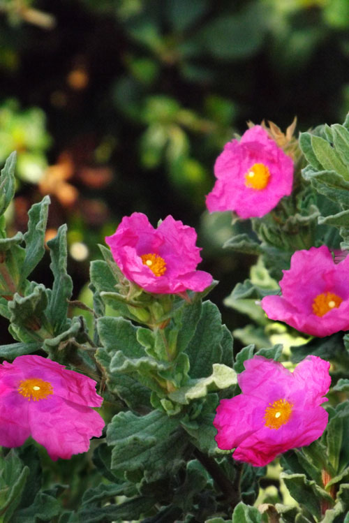 Sunset Rockrose