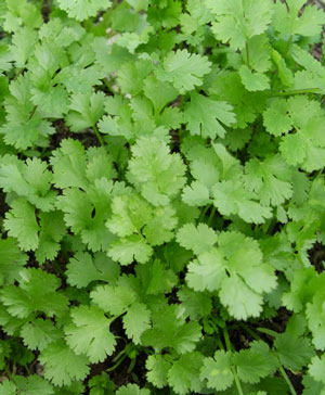 Cilantro