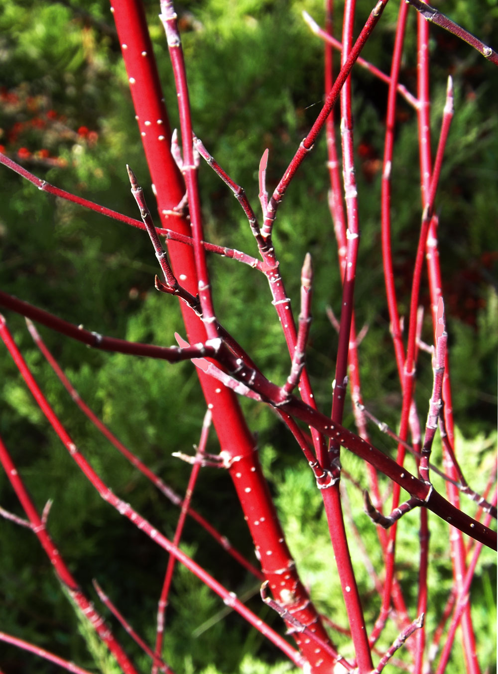 red twig dogwood