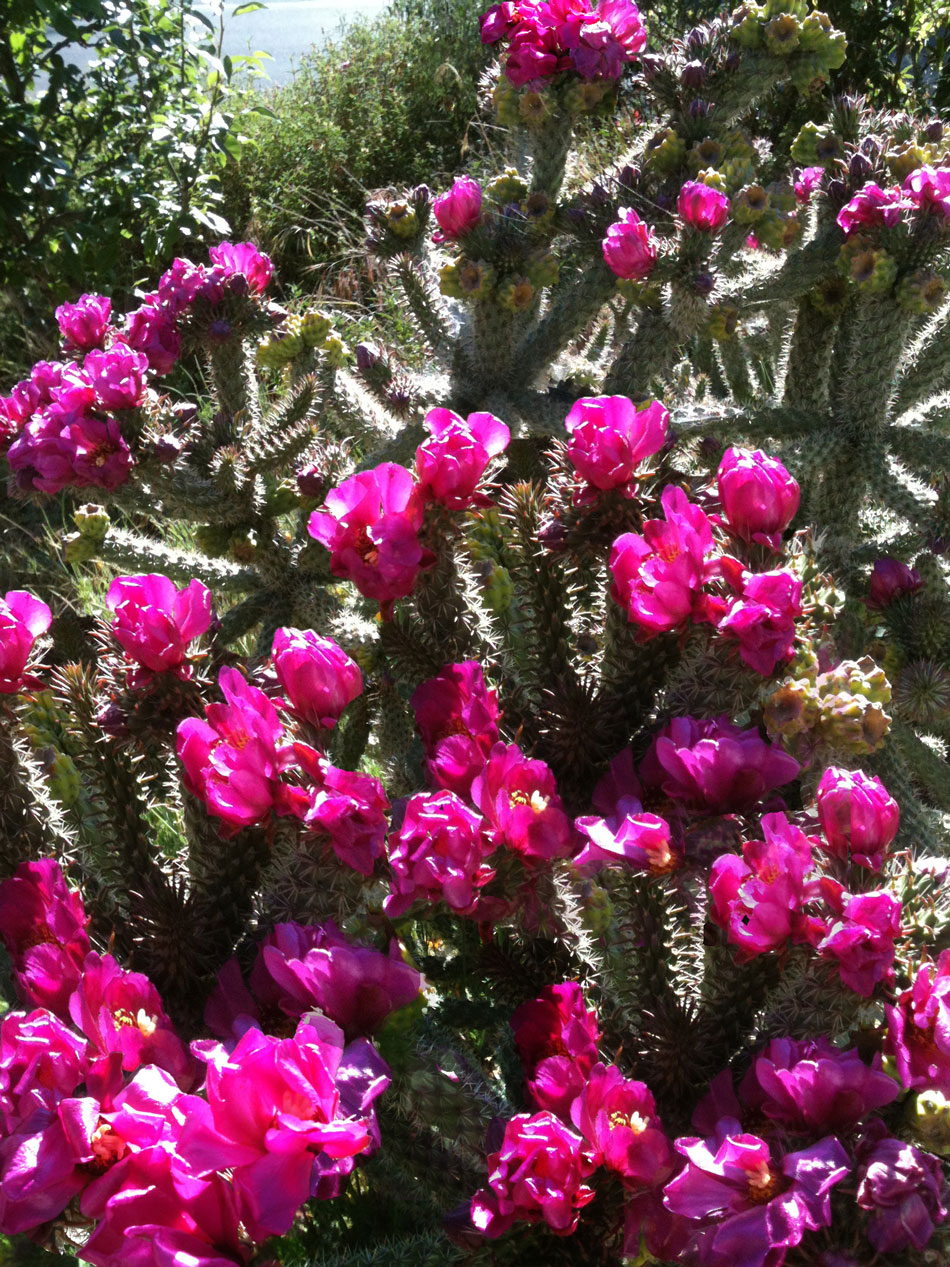 Tree Cholla