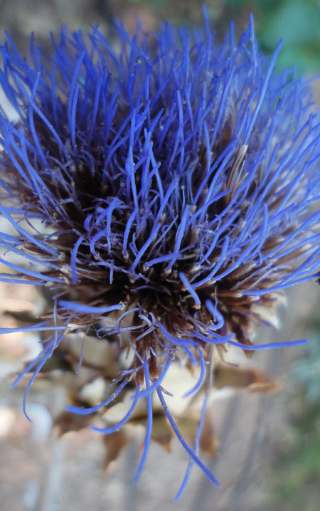 Cardoon