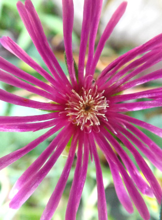 hardy ice plant blossom