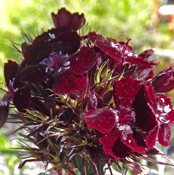 Sooty Sweet William