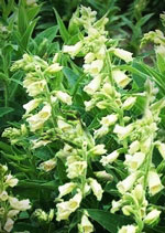 perennial yellow foxglove