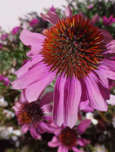 Purple Coneflower