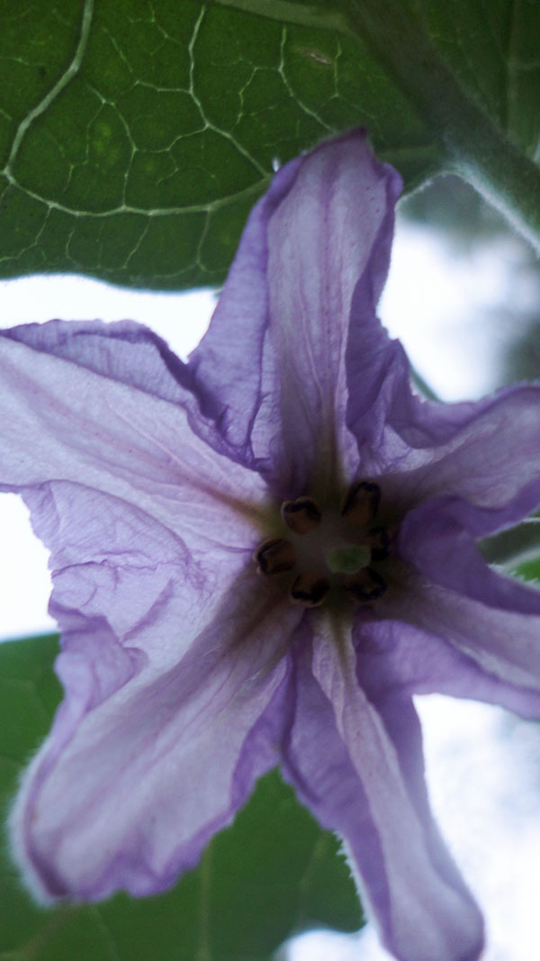 eggplant blossom