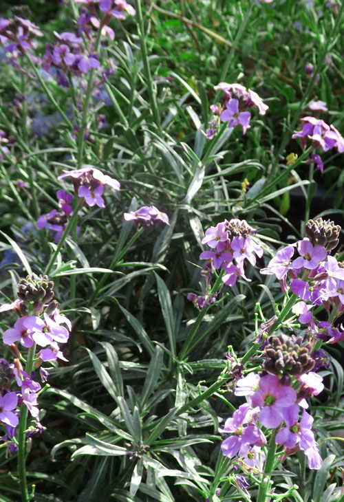 Bowles mauve wallflower