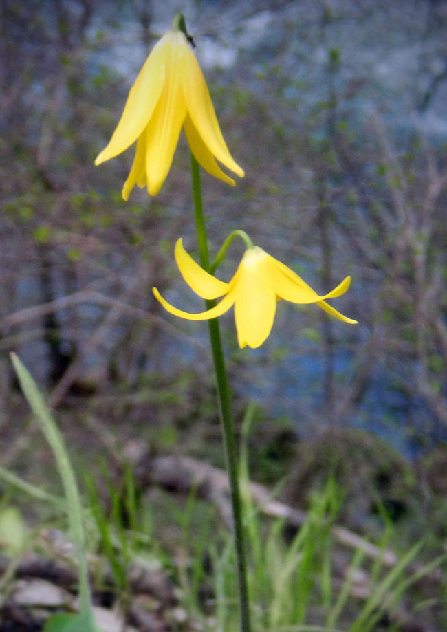 Fawn Lily