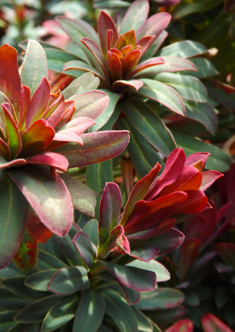 red martin spurge