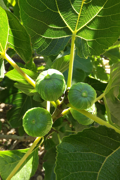 fig