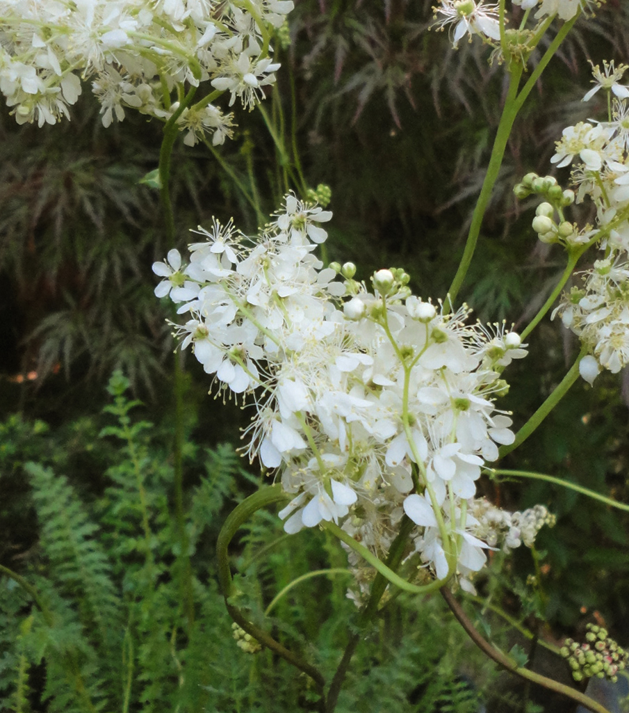 Meadowsweet