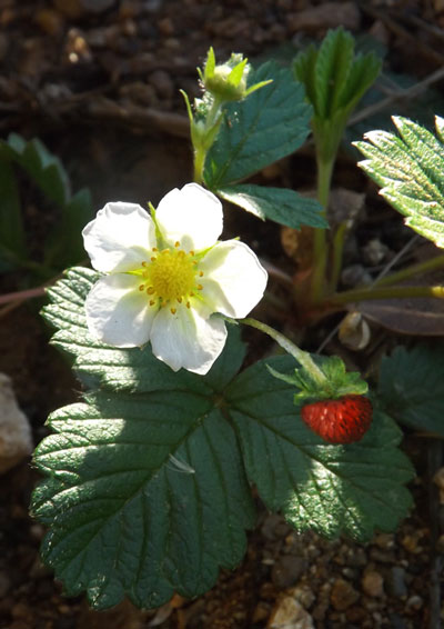 woodland strawberry