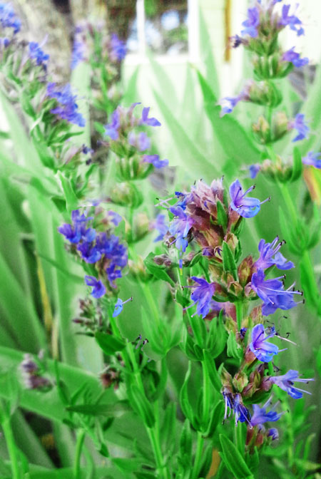 hyssop