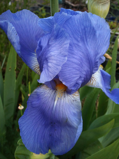 german bearded iris