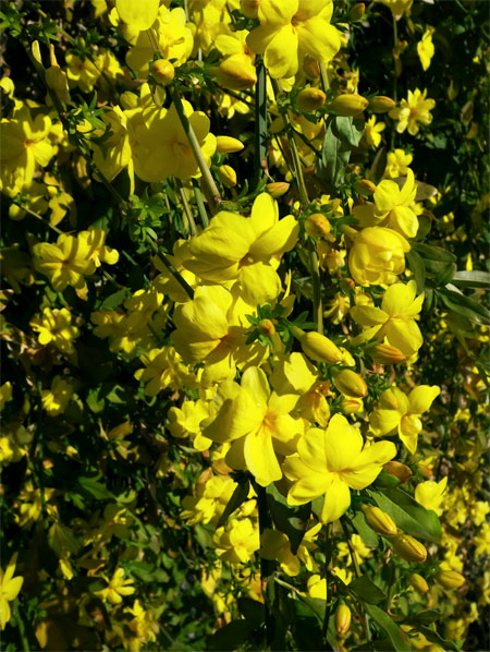 primrose jasmine