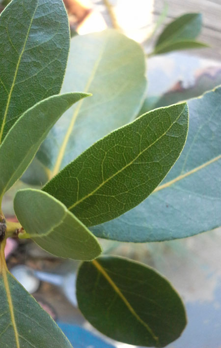 sweet bay laurel