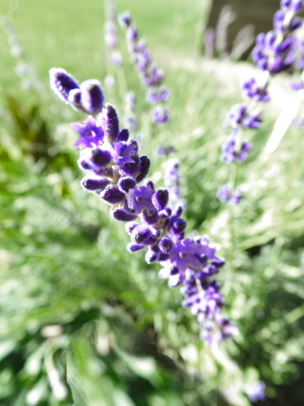 Hidcote Lavender