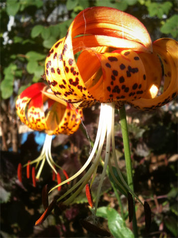 leopard lily