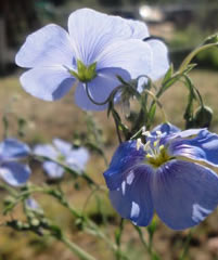 blue flax