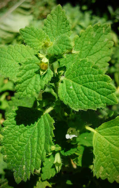 lemon balm