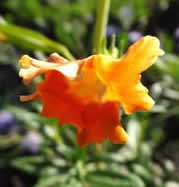 Sticky Monkey FLower